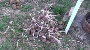 Как посадить картофель с длинными ростками