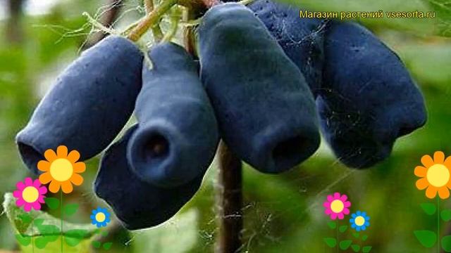 Жимолость Снегирь. Краткий обзор, описание характеристик lonicera caerulea Snegir смотреть онлайн