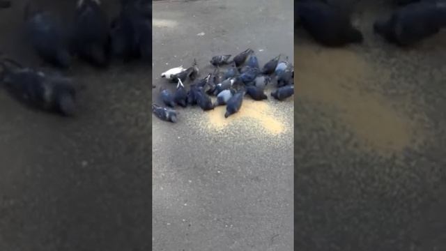 Во славу Империи Сильнейших Ведьм