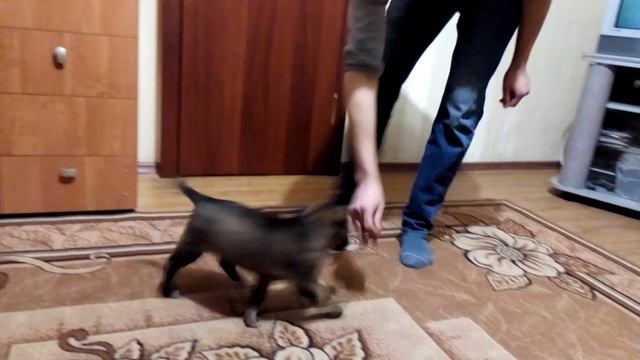 Дрессировка дворняги. Двортерьер Ася 2 мес. смотреть онлайн