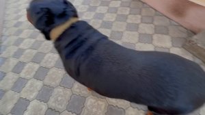 Ротвейлер радостно встречает хозяйку