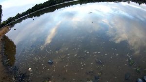 #10 • Ловля плотвы тенкарой на мушку • Пруд и речка • Рыбалка в Москве