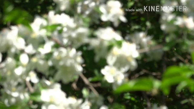 Звуки природы (пение птиц,май). Любительская съёмка смотреть онлайн