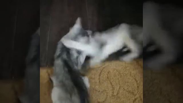 Порода Сомали. Окрас дикое серебро. #Сомали # маленькаякрошка # котодетки # Somali # смотреть онлайн