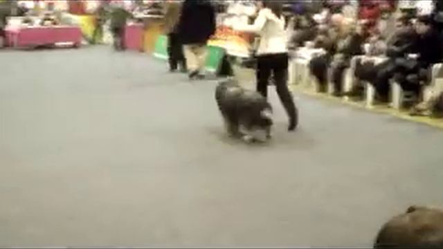 Best In Show Raças Portuguesas смотреть онлайн