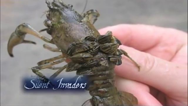 Silent Invaders Episode 2: Zebra & Quagga Mussels смотреть онлайн