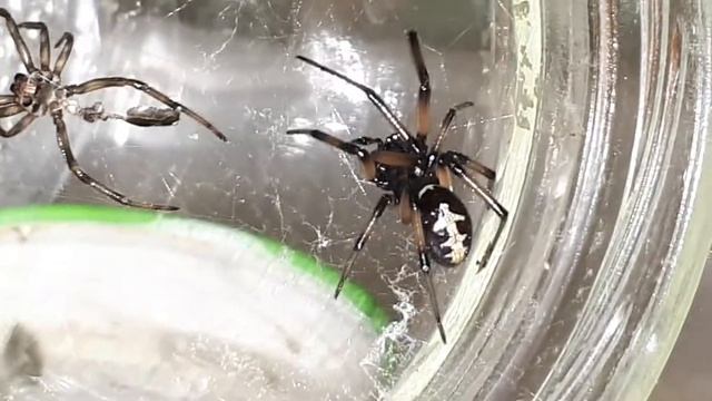 у нас полиняла Steatoda paykulliana! смотреть онлайн