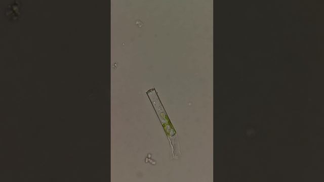Клетка водоросли в поляризованном свете смотреть онлайн