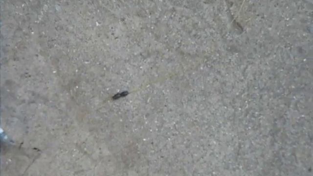 поплавочная снасть на толстолобика смотреть онлайн