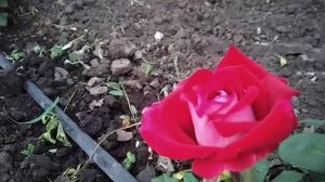 Роза Осирія.