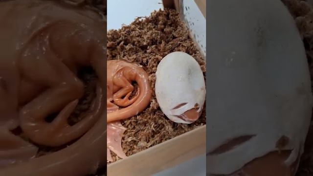 Real dragons? смотреть онлайн