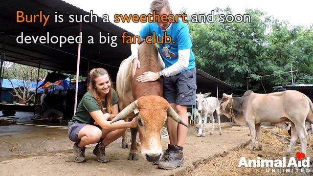 Profusely bleeding bull saved. смотреть онлайн