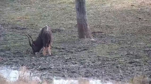 Djuma: Red-billed Buffalo Weavers and Nyala bull - 08:50 - 09/11/21 смотреть онлайн