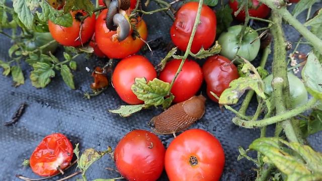 Через два месяца... Что выросло в Калиновке без ухода? смотреть онлайн