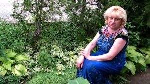 ОЧИТОК (СЕДУМ) ПОЧВОПОКРОВНЫЙ ВЕЧНОЗЕЛЕНЫЙ