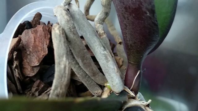 ОКАЗАЛОСЬ орхидеи БЕЗ УМА ОТ ЭТОГО полива! корни ПОВЫЛАЗИЛИ! поливать ИЗРЕДКА! польза ТОГДА орхидеи смотреть онлайн