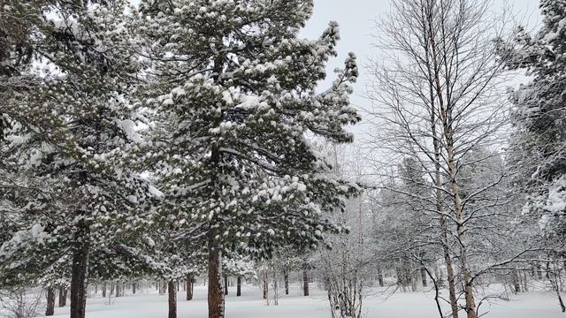 Данил полет на мал Дроне кедровая роща Надым