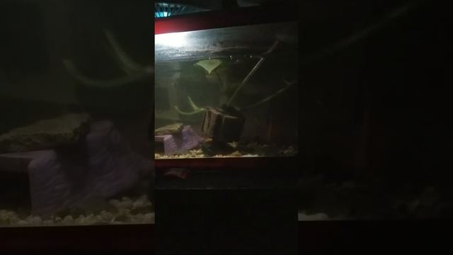 silent LS FOR WH #40 смотреть онлайн