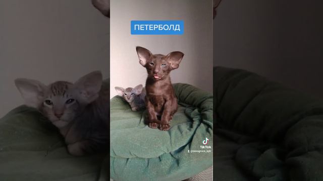 Прямошерстный и Браш мальчики петерболда смотреть онлайн