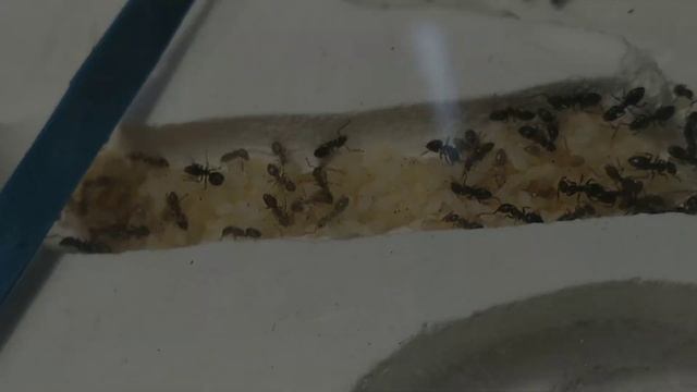 Калония муравьёв!!! (Тапинома эратикум) смотреть онлайн