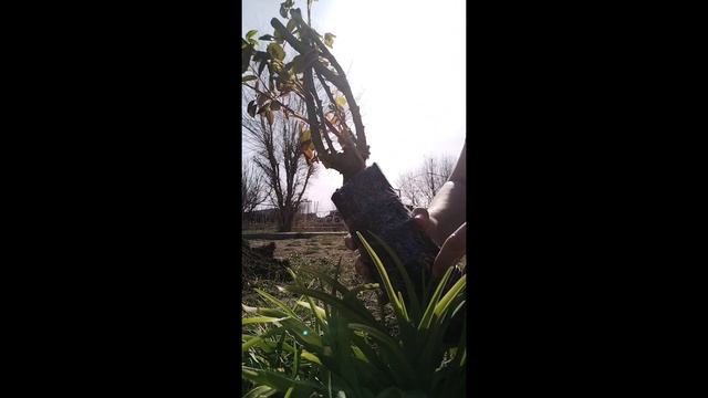 Корневин препараты, роза Блю Эден #корневин#розаграндифлора# смотреть онлайн