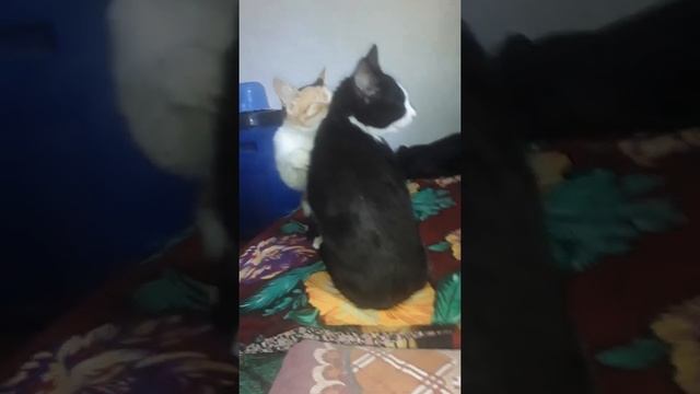 Funniest Animals - Best Of The 2021 Funny Animal Videos смотреть онлайн