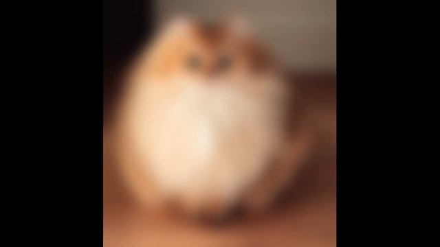 PROOF THAT CATS ARE ACTUALLY OWLS смотреть онлайн