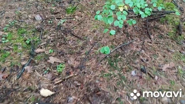 Грузди и другие грибы... 2 сентября 2023 смотреть онлайн