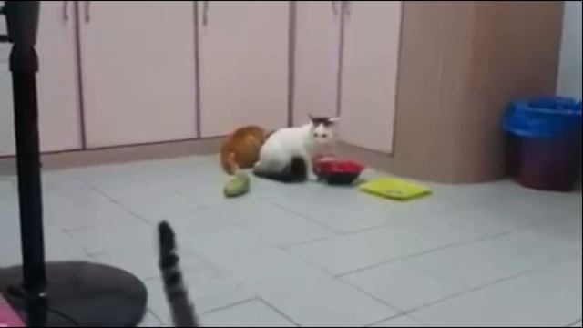 как коты реагирует на огурец смотреть онлайн