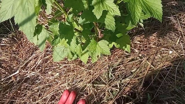 Смородина и шпориш хорошо развиваются от удобрений и мульчи, + глубинный полив смотреть онлайн