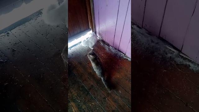 Бездомный кот альбинос смотреть онлайн