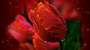 Футаж. Цветочный фон 32