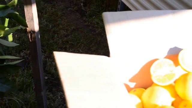 Зелёные апельсины превращаем в жёлтые. Green Oranges Turning Yellow.