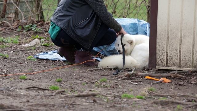 Archer the arctic fox смотреть онлайн