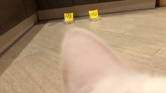 Франция vs Уругвай - КТО ПОБЕДИТ - прогноз кота Бонифация ЧМ 2018 смотреть онлайн