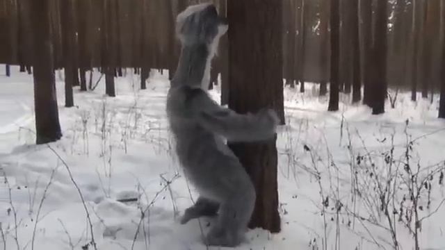 Ленивец трахает дерево смотреть онлайн