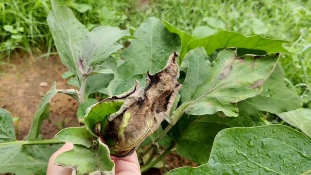 Syngenta Cymbush Insecticide | Cypermethrin Combination | Superkiller 25 | Cypermethrin 25 Ec