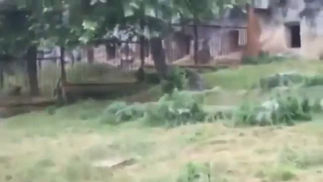 Журавль против трех тигров. смотреть онлайн