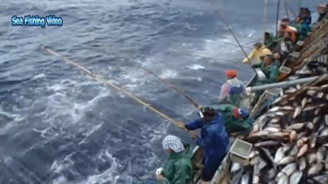 Amazing Fastest Bluefin Tuna Fishing Skill - Modern Big Boat Catching Hundreds Tons Fish On The Sea