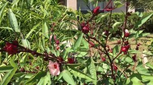 Каркаде. Условия ухода и сбор плодов.