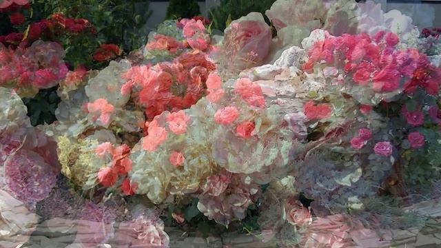 Розы в саду. Розарий. смотреть онлайн