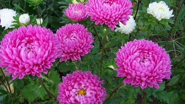 Наша золотая свадьба смотреть онлайн