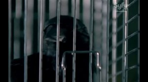 Вороны  черная стая   Die Krähen 2006