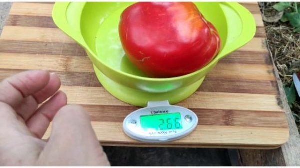 Сорт томата- Дедушкино петушиное пёрышко?