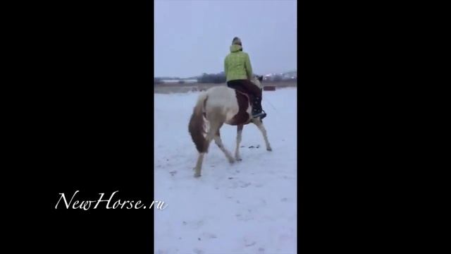 Пегая кобыла 2015