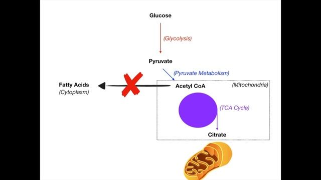 Fatty Acid Synthesis.mp4 смотреть онлайн