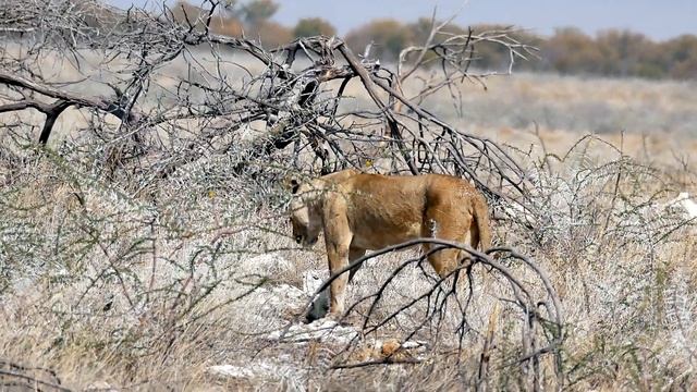 Etosha National Park - Drei Tage auf Safari unterwegs - mit Chamäleon-Reisen - einfachnurreisen.de смотреть онлайн