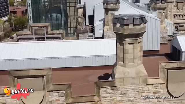 5 BOWSER de MARIO BROSS Captados en Cámara en la Vida Real смотреть онлайн