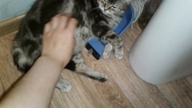 Американская короткошерстная кошка. Любимое место в доме ☺ смотреть онлайн