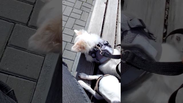 щенки чихуахуа на прогулке. Чихуарий Екатеринбург https://chihuariy-ekb.ru/ смотреть онлайн